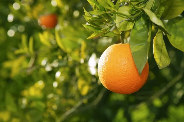 Дерево плода апельсина перед урожаем Испания — стоковое фото