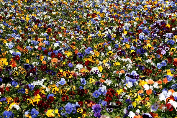 Яркие цветы - анютины глазки — стоковое фото