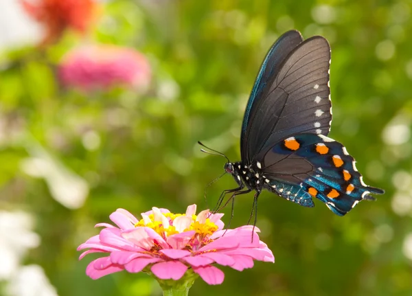 Зеленый Swallowtail бабочка кормления на розовая цинния — стоковое фото