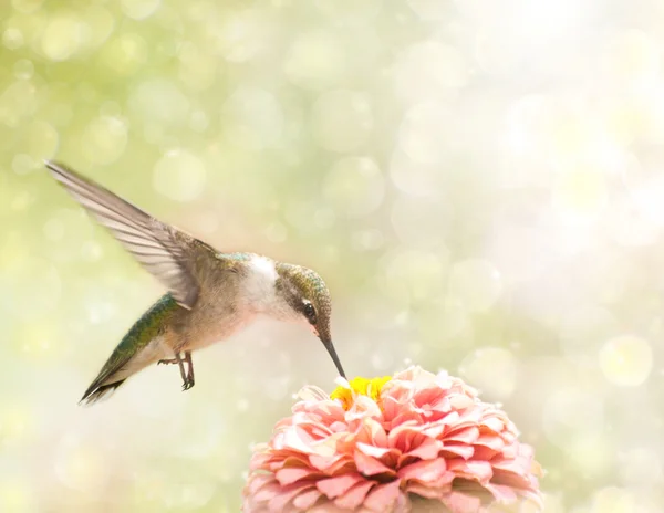 Dreamy image of a Ruby-throated Hummingbird — стоковое фото