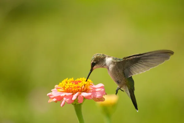 Tiny Hummingbird feeding on Zinnia flower — стоковое фото
