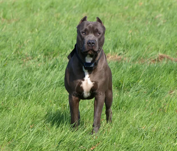 Черная собака на зеленом поле — стоковое фото