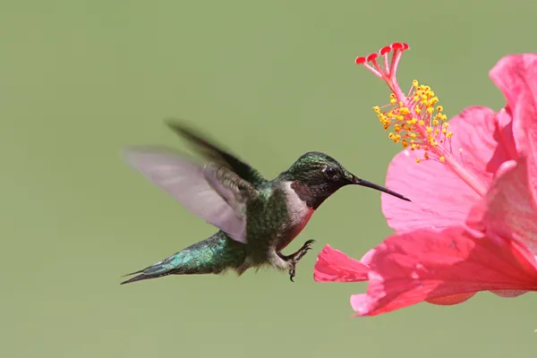Ruby-throated Hummingbird — стоковое фото