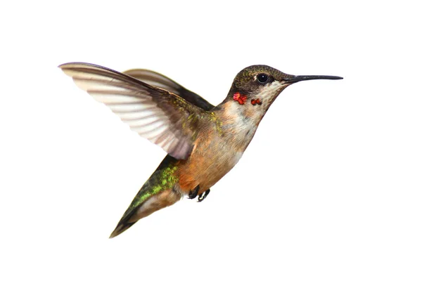 Isolated Ruby-throated Hummingbird — стоковое фото