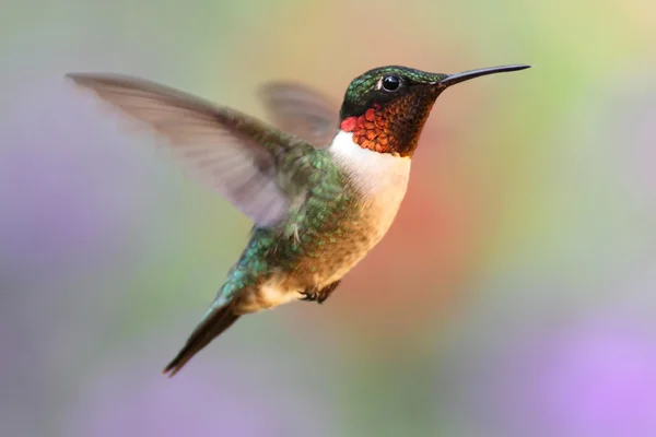 Ruby-throated Hummingbird In Flight — стоковое фото