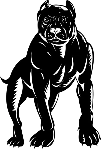 Собака pitbull — стоковое фото