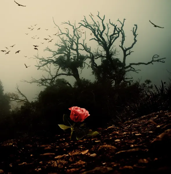 Красная роза, растущая через почву против жуткого дерева — стоковое фото