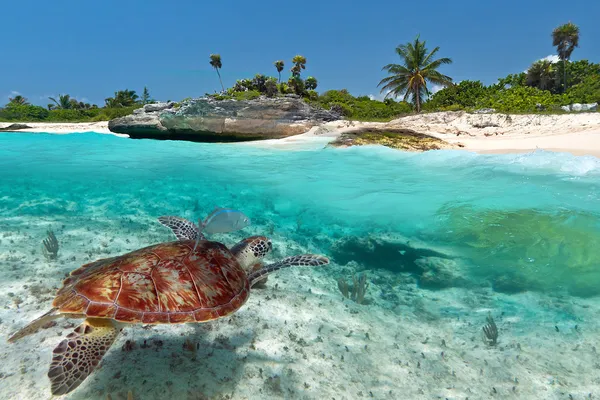 Пейзаж Карибского моря с зеленой черепахой — стоковое фото