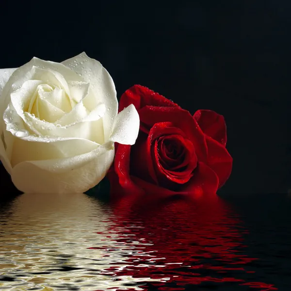 Розы красные и белые — стоковое фото