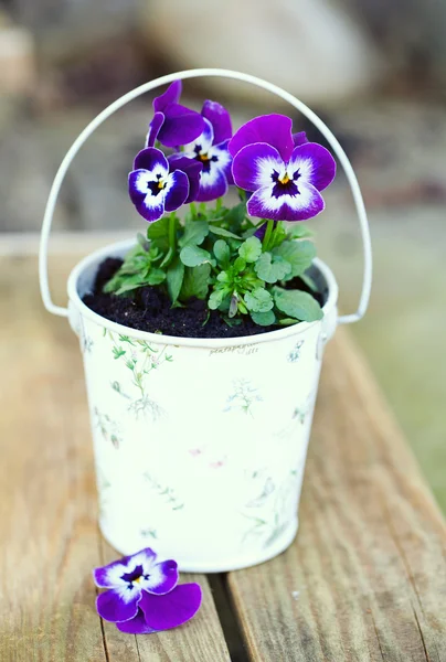 Фиолетовые анютины глазки в романтический ведро в саду — стоковое фото