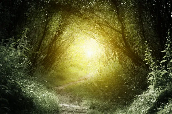 Путь в большом лесу — стоковое фото