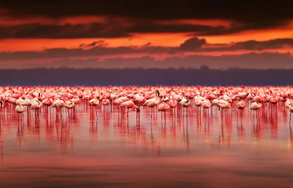 Африканский Фламинго на закате — стоковое фото