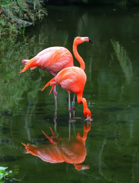 Два розовых фламинго ищут корм в воде — стоковое фото