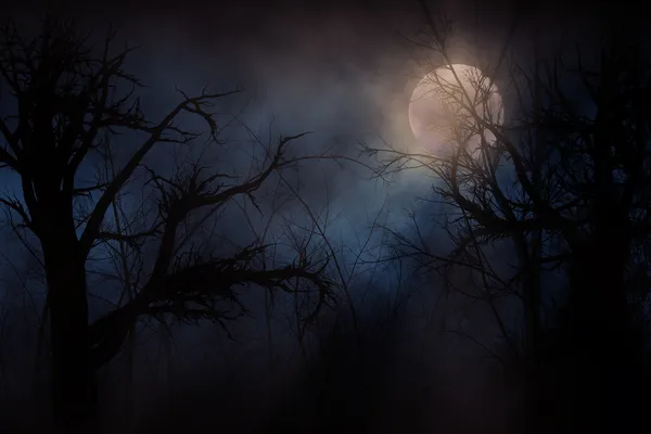 Лес с привидениями — стоковое фото