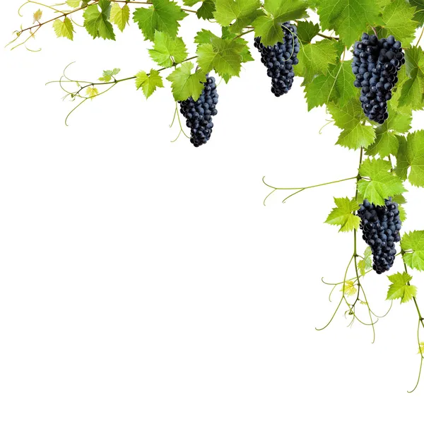 Коллаж из виноградных листьев и синий виноград — стоковое фото
