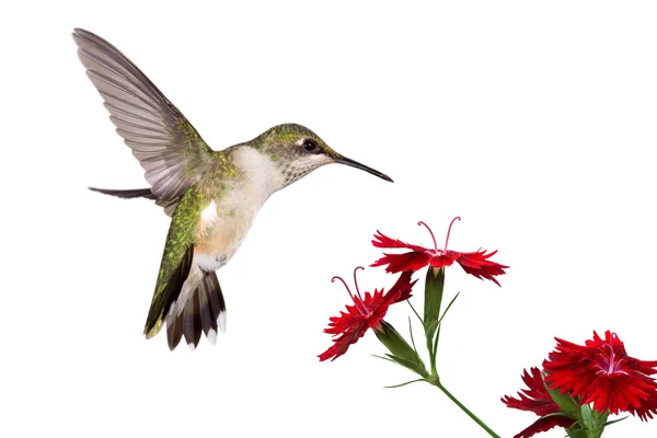 Hummingbird and three dianthus — стоковое фото