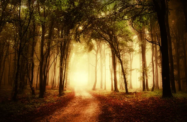 Дорога через золотой лес осенью — стоковое фото