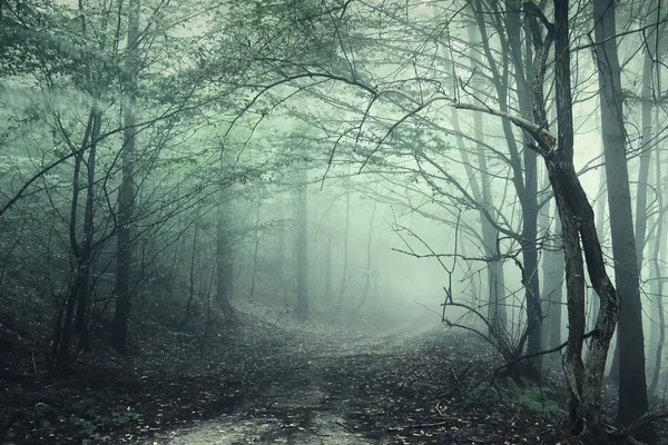 Зеленый туман в таинственный лес — стоковое фото
