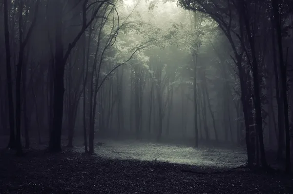 Свет в темном лесу, создающем структуру — стоковое фото