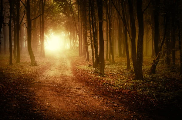 Солнце, повышающееся в лесу с туманом — стоковое фото