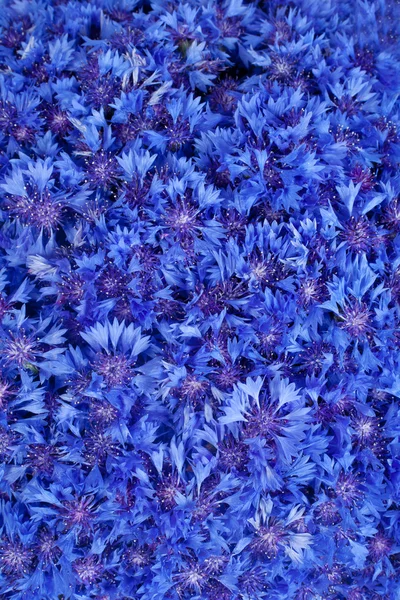 Красивые весенние цветы синий Васильковый на фоне — стоковое фото
