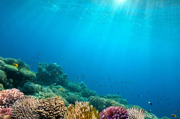 Океанское подводное фоновое изображение — стоковое фото