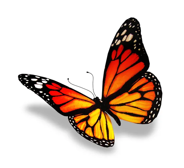 Бабочка желто оранжевый, изолированные на белом фоне — стоковое фото