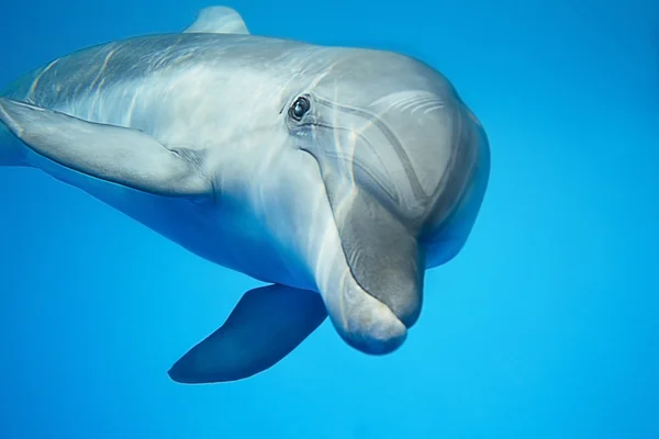 Дельфин под водой — стоковое фото