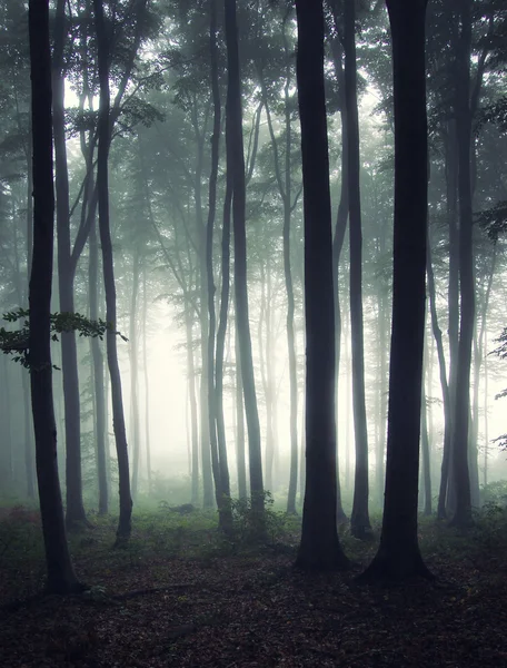 Вертикальные фото леса на утро — стоковое фото