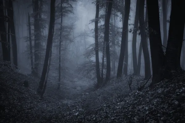 Темная ночь в лесу — стоковое фото