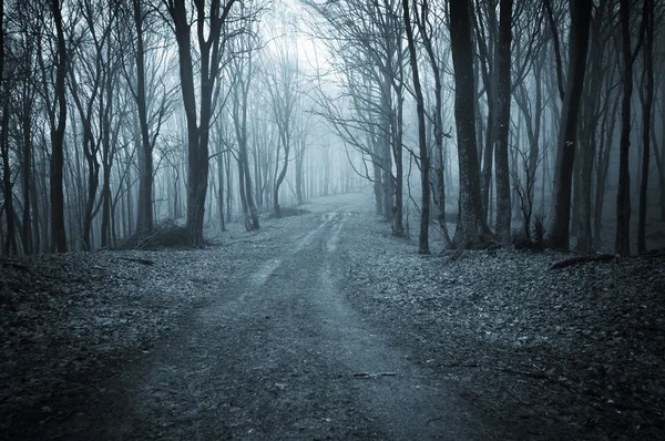 Дороге через темный страшный лес с туман — стоковое фото