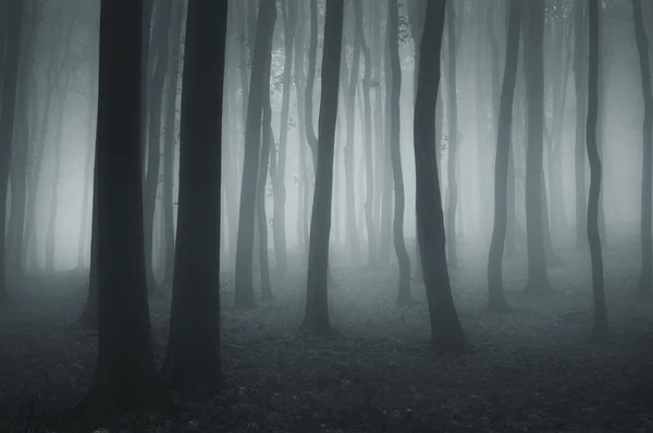 Темный лес с туман и холодный свет — стоковое фото